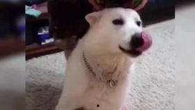 小狗搞笑视频,小狗搞笑视频集锦